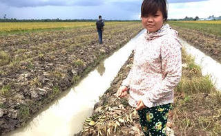 Khởi tố vụ án ‘chặt phá hàng ngàn cây cam sành’