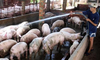 Người chăn nuôi ở Long An gặp khó