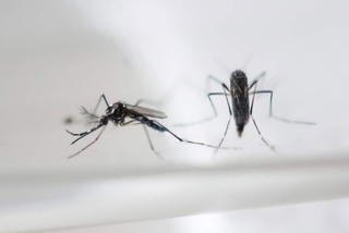 Virus Zika lan tới New Zealand