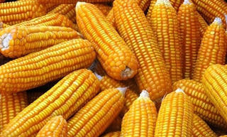 Tham khảo công nghệ trồng ngô chuyển gen mang đặc tính kháng sâu