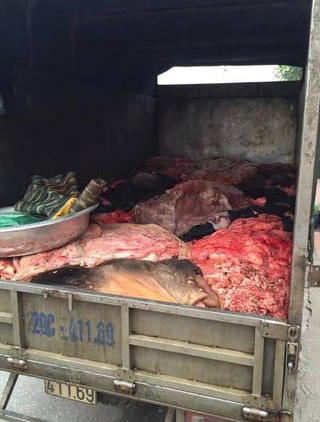 Một tấn nội tạng, da trâu, bò thối chuẩn bị vào bàn nhậu