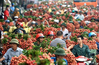 Đi qua những miền quả ngọt
