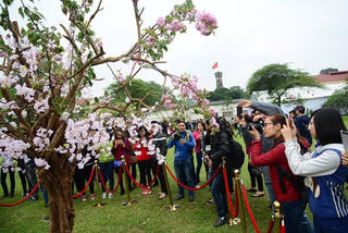 Hà Nội sẽ trồng nhiều hoa anh đào