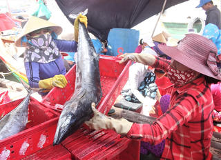 Sôi động cảng cá Sa Kỳ