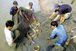 Nuôi cá trắm giòn trong ao lồng