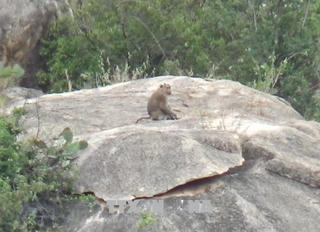 Ninh Thuận: Khỉ xuống núi phá hoa màu, tấn công người dân