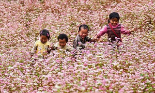 Lễ hội Hoa tam giác mạch sẽ tổ chức vào tháng 10 tới