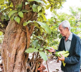 Những thầy thuốc mát tay ở làng Đại Yên