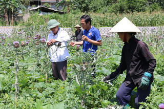 Quản Bạ - Hà Giang: Phát huy thế mạnh cây dược liệu