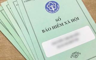 Sao nỡ ‘gặt lúa non’?