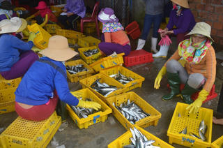 Ngư dân trúng đậm cá nục suông