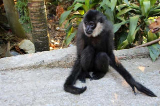 Bàn giao cá thể vượn đen má trắng quý hiếm cho vườn quốc gia