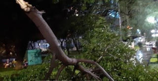 Cần Thơ: Đi câu, người đàn ông bị cây đè tử vong