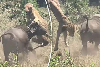 [VIDEO] Sư tử trả giá đắt khi bị trâu rừng húc văng lên trời