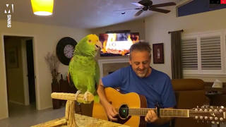 [Video] Chú vẹt có thể hát Bon Jovi, The Beatles và Coldplay