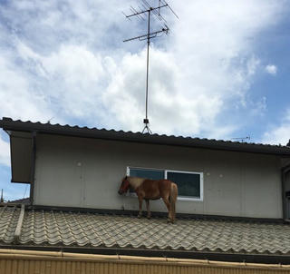 Chú ngựa bị lũ cuốn trôi được tìm thấy an toàn trên mái nhà