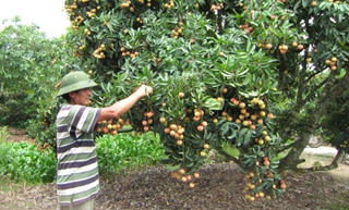 Biện pháp phòng trừ bọ xít hại nhãn vải