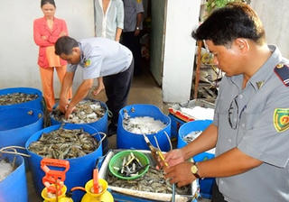 Bạc Liêu: Thu giữ gần 1 tấn tôm bơm tạp chất