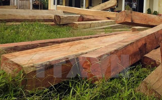 Khởi tố vụ gỗ 'vô chủ' ở Đắk Glei
