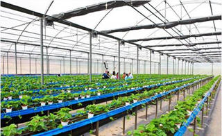 Hà Nội quy hoạch khu sản xuất nông nghiệp công nghệ cao
