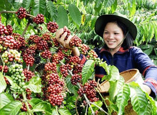 Sản lượng cà phê có khả năng giảm 20%