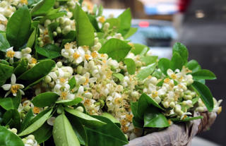 Hoa bưởi ngập tràn khắp phố đón Rằm tháng Giêng