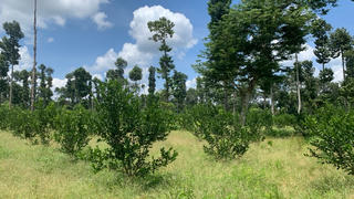 Rừng bị đốn hạ, ai chịu trách nhiệm?