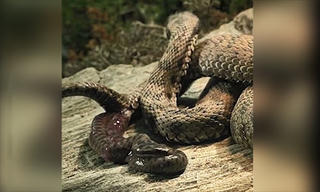 [VIDEO] Lý do một số loài rắn đẻ con thay vì đẻ trứng