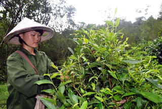 Tạo đà cho nông nghiệp cất cánh