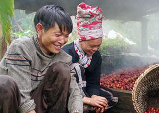 'Nước mắt' vùng thảo dược