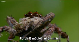 [VIDEO] Màn săn mồi của loài nhện chuyên ăn thịt đồng loại
