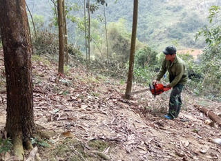 Pác Nặm chống thất thu thuế từ khai thác rừng trồng