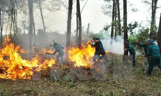 Nghệ An: Cháy nhiều diện tích rừng thông và keo