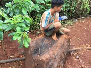 Truy tìm đối tượng chặt phá cây thủy tùng trên 500 tuổi