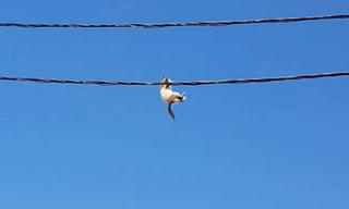 [VIDEO] Mèo đánh đu trên dây điện thách thức lực lượng dân phòng