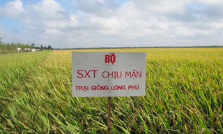 6 giống lúa có khả năng chống chịu mặn