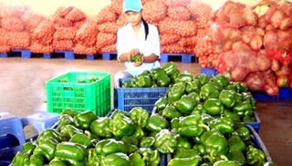 Lâm Đồng: Hơn 80 doanh nghiệp ký hợp đồng tiêu thụ nông sản
