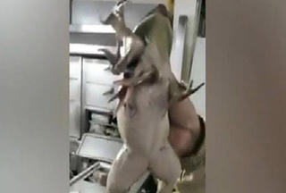 Phát hiện con ếch đột biến 7 chân tại nhà hàng