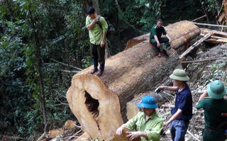 19 năm tù cho 4 lâm tặc xẻ thịt Sa mu