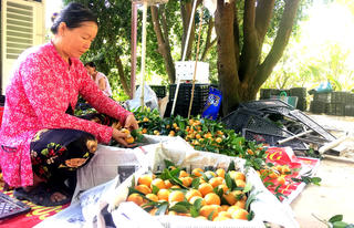 Chùm ảnh: 'Vàng ươm' mùa thanh trà