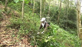 Quảng Trạch – Quảng Bình: Chú trọng phát triển lâm nghiệp