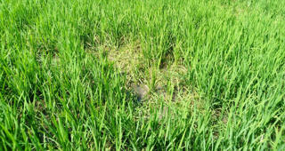 Quảng Ngãi: Trên 2.148 ha lúa bị chuột cắn phá