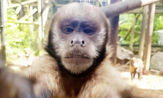 Khỉ giật điện thoại để chụp selfie