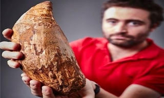 Phát hiện chiếc răng 5 triệu năm của cá voi