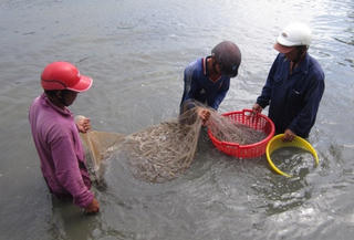 Về Mỹ Xuyên hôm nay