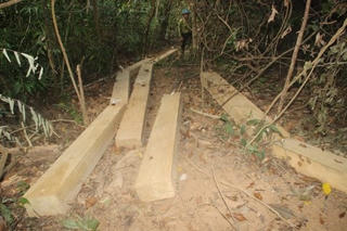 Truy trách nhiệm để xảy ra phá rừng quy mô lớn