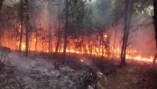 Cấp bách phòng, chống cháy rừng