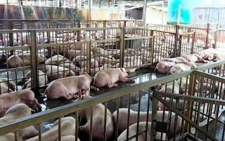 Tiêu hủy toàn bộ số heo xác định bị tiêm thuốc an thần