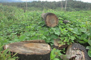 Bắt tạm giam đối tượng chặt 264 cây thông