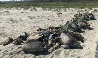 Đàn rùa hơn 300 con chết đuối do mắc lưới đánh cá